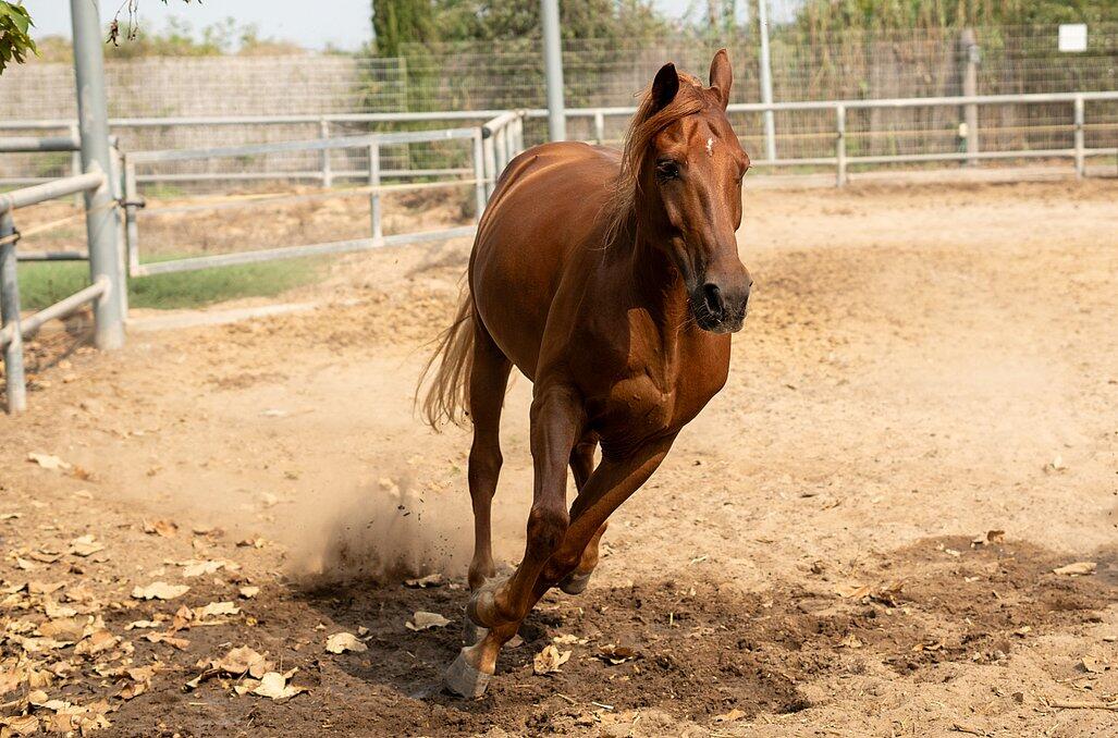 חוות הסוסים - נווה בר-מלון בוטיק בכפר  דיסקרטי לזוגות 89158