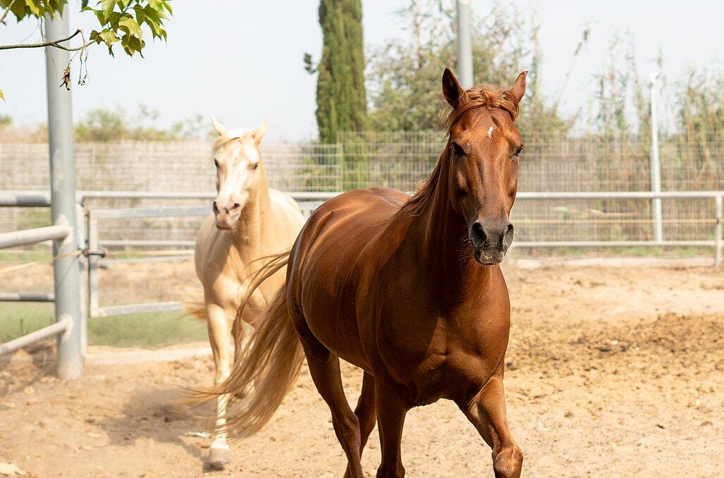 חוות הסוסים - נווה בר-מלון בוטיק בכפר  דיסקרטי לזוגות 89159