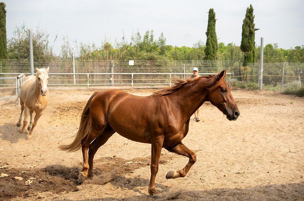 חוות הסוסים - נווה בר-מלון בוטיק בכפר  דיסקרטי לזוגות 89157